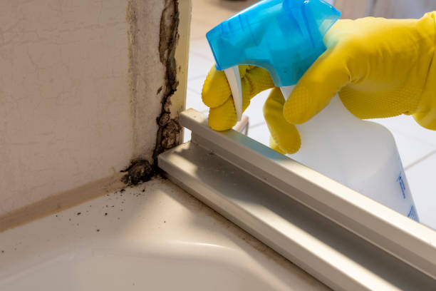 Best Affordable Mold Removal  in USA